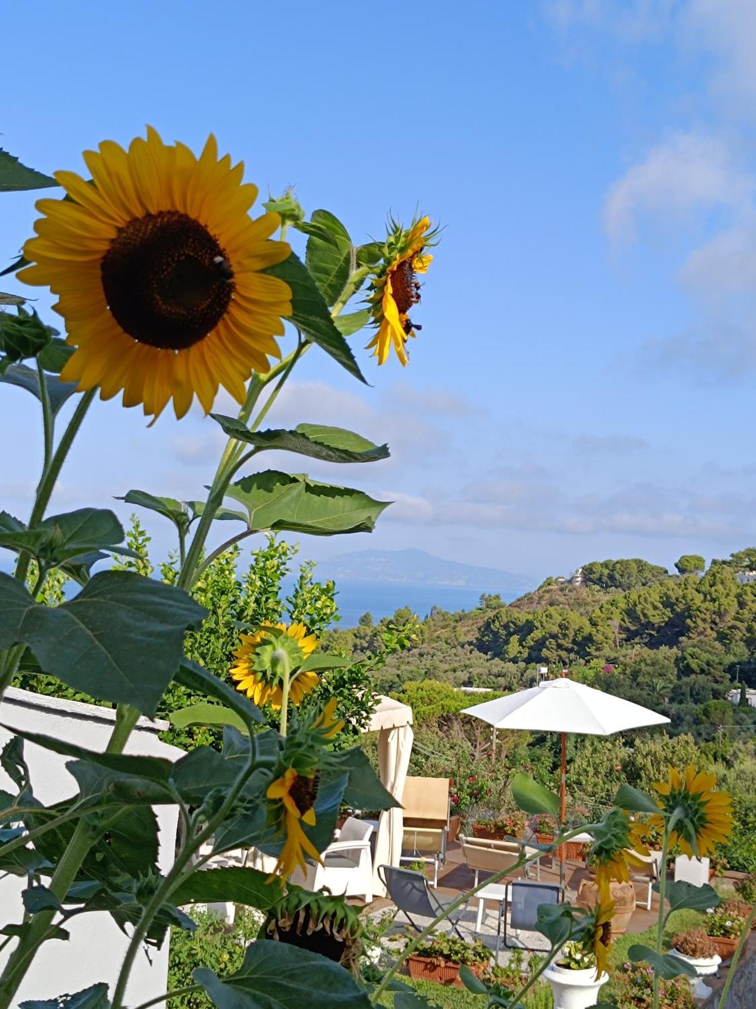 B&B Villa Cristina Anacapri  Exteriör bild